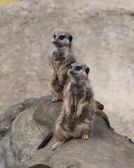 Meerkats