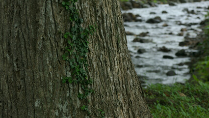 大木の幹と石の多い川の風景