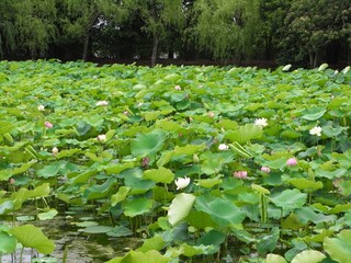 たくさんの睡蓮
