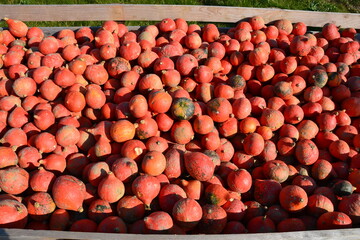 Red squashes and pumpkins on the market before Halloween
