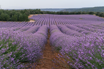 Fototapeta premium Beautiful landscape of blooming lavender field in sunrise. Nature. Brihuega, Spain, Europe. Selective Focus