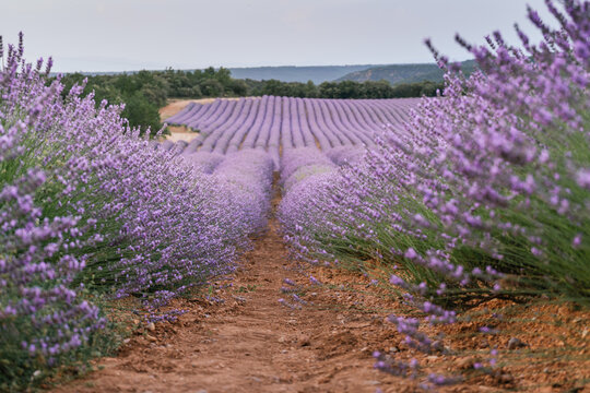 Beautiful landscape of blooming lavender field in sunrise. Nature. Brihuega, Spain, Europe. Selective Focus