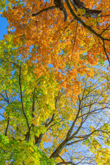 Colorful tree branches with bright foliage in golden autumn season