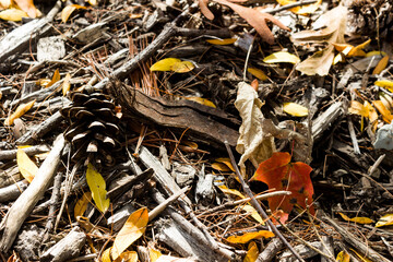 autumn leaves on the ground