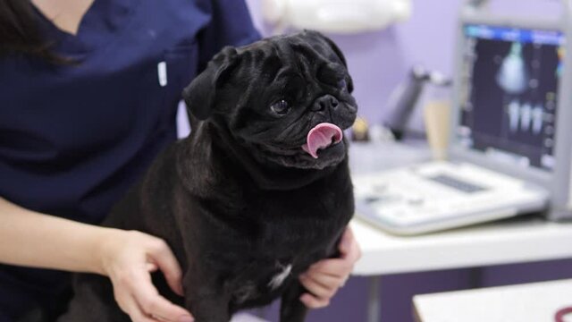 Young beautiful female vet examining a cute pug at the veterinarian clinic using stethoscope. Clinical medical checkup