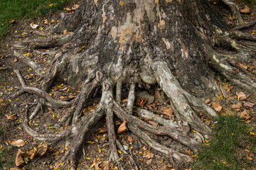 roots in the forest