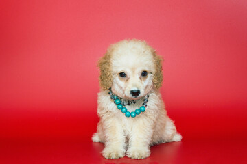 Small poodle puppy in blue beads