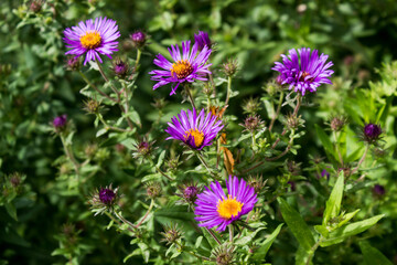 Fototapeta premium purple flowers in the garden