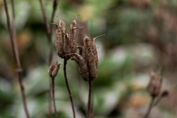 dead plants in the garden