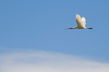 fliegender Löffler (Platalea leucorodia) - flying spoonbill