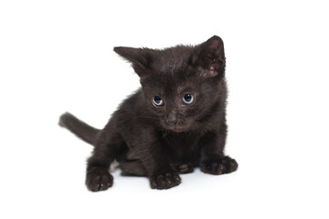 Obraz premium Small black kitten