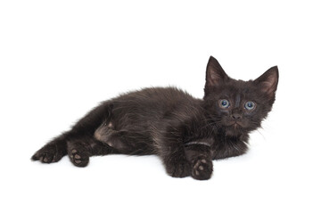 Small black kitten lies on its side