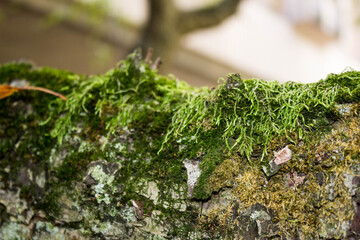 green moss on the tree