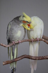 Cockatiel couple caressing