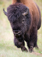 Wood bison