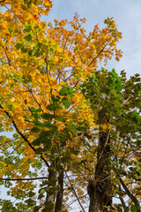 Colorful tree branches with bright foliage in golden autumn season