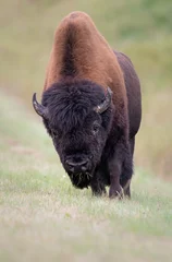 Muurstickers Wood bison © Jillian