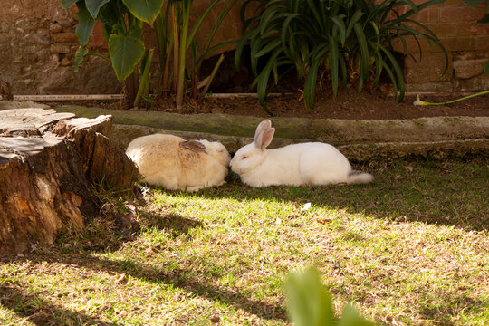 Conejitos en el c&eacute;sped