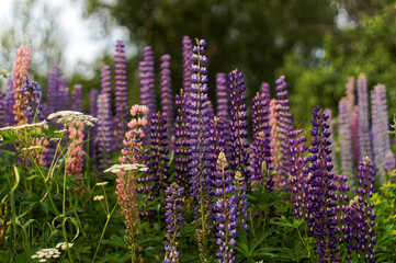 field of purple lupins