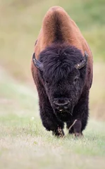 Foto op Plexiglas Wood bison © Jillian