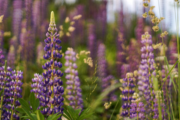 field of purple lupins