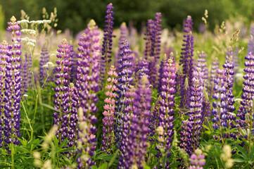 field of purple lupins