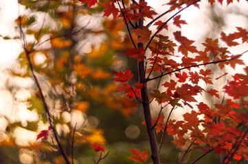 red maple leaves on a young tree