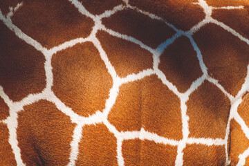 Animal skin background of the patterned fur texture on an African giraffe
