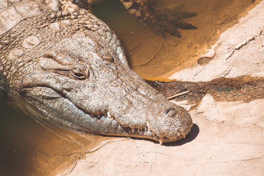 largest fresh water crocodile in Africa resting on the shore of the river