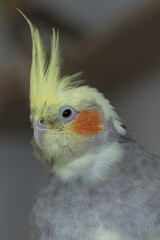Yellow grey cockatiel portrait