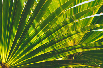 Green palm leaf pattern texture abstract background