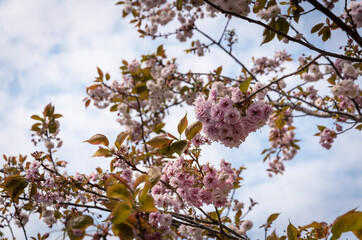 Blooming tree branches with a cloudy spring sky, Budapest, Hungary