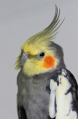 Cockatiel portrait with white background