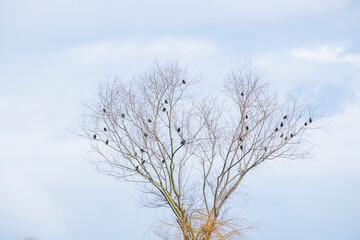 tree in winter with a flock of birds