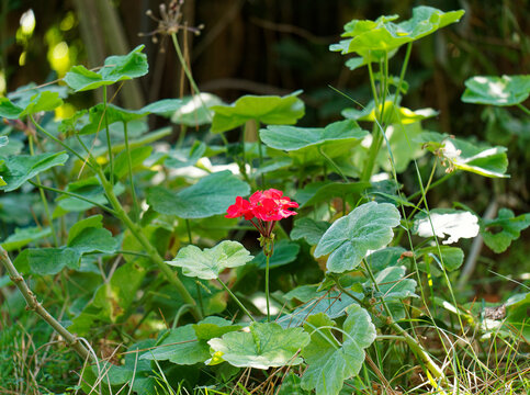 A hot summer day in a residential area surrounded by greenery. A red flower inside a garden surrounded by green grass and plants.