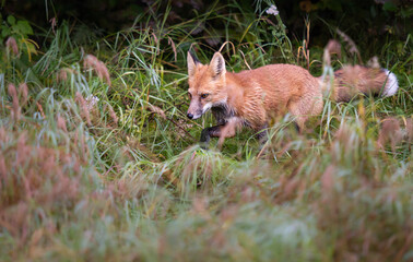 Red fox
