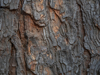 Close up shot of bark texture grey and brown tones