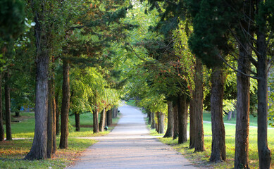 Photo landscape road in the Park
