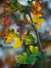 Detail shot of Valley Oak (Quercus lobata) leaves in  fall