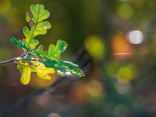 Detail shot of Valley Oak leaves in  fall.