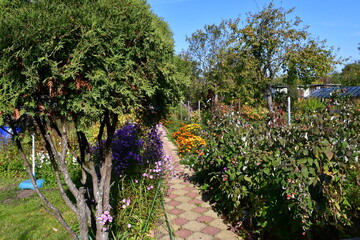 Fototapeta na wymiar Sunny autumn day in the dacha. The path is lined with red and yellow shaped tiles. Autumn raspberry bush with mature red berries. Lilac perennial asters or chrysanthemums.