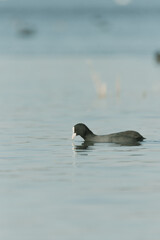 Eurasian coot swimming at lake