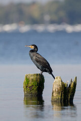 Cormorant at lake with blue background