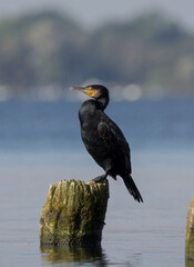 Cormorant portrait with white blue background