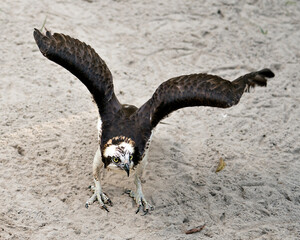 Osprey Stock Photos.  Close-up profile view with spread wings looking at the camera with sand background foreground displaying its brown plumage, talons  in its habitat and environment. Image. Picture