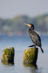 Lonely cormorant sitting at lake