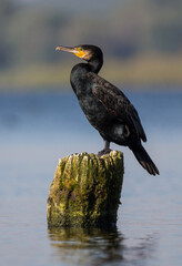 Black bird with orange beak sitting at lake