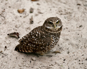 Owl Florida Burrowing Photo.  Close-up profile view looking at the camera, sitting in sand background, displaying brown feathers plumage, beak in its environment and habitat. Portrait. Image. Picture.