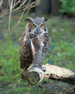 Owl bird Stock Photos.  Image. Picture. Portrait. Owl bird with blur background. Great Horned Owl.
