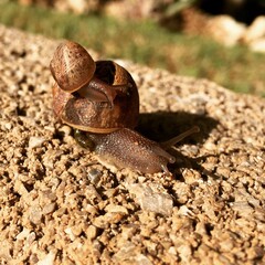 caracol 